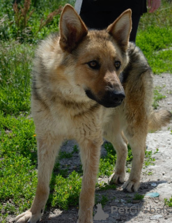 Foto №2 zu Ankündigung № 72142 zu verkaufen mischlingshund - einkaufen Russische Föderation quotient 	ankündigung
