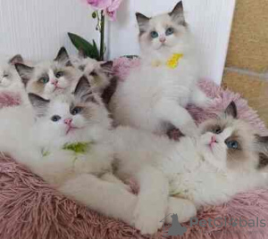 Foto №2 zu Ankündigung № 132660 zu verkaufen maine-coon-katze - einkaufen Deutschland züchter