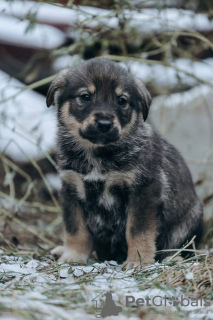 Foto №4. Ich werde verkaufen mischlingshund in der Stadt Москва. quotient 	ankündigung - preis - Frei