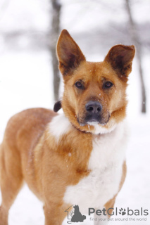 Foto №1. mischlingshund - zum Verkauf in der Stadt Москва | Frei | Ankündigung № 90656
