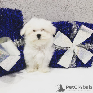 Foto №4. Ich werde verkaufen yorkshire terrier in der Stadt Pennsylvania -Ofen. quotient 	ankündigung, vom kindergarten, aus dem tierheim, züchter - preis - verhandelt