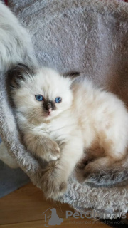 Foto №4. Ich werde verkaufen ragdoll-katze in der Stadt St. Petersburg. quotient 	ankündigung - preis - 300€