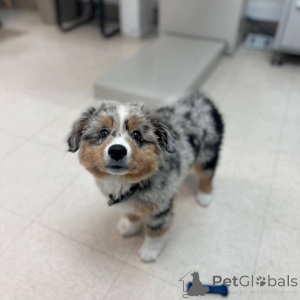 Foto №4. Ich werde verkaufen anatolischer hirtenhund in der Stadt Helsinki. quotient 	ankündigung - preis - verhandelt