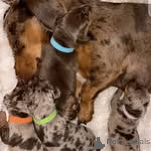 Foto №3. Wunderschöne Dackelwelpen ... WhatsApp 44 7453 907158. Deutschland