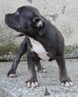 Foto №1. american bully - zum Verkauf in der Stadt Belgrad | 1200€ | Ankündigung № 153441