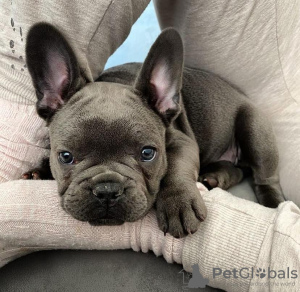 Foto №1. französische bulldogge - zum Verkauf in der Stadt Düsseldorf | verhandelt | Ankündigung № 113387