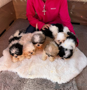 Foto №1. shih tzu - zum Verkauf in der Stadt Böblingen | 350€ | Ankündigung № 178880
