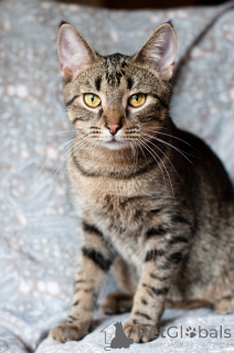 Foto №4. Ich werde verkaufen  in der Stadt Minsk.  - preis - Frei