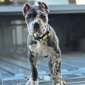 Foto №2 zu Ankündigung № 158576 zu verkaufen cane corso italiano - einkaufen Deutschland quotient 	ankündigung