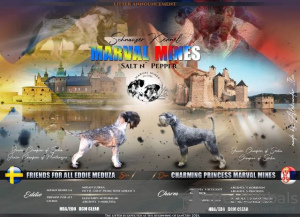 Foto №2 zu Ankündigung № 129107 zu verkaufen schnauzer - einkaufen Serbien 