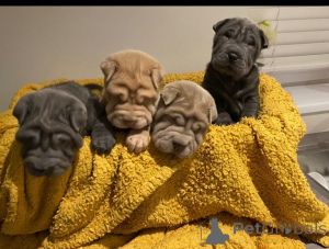 Foto №3. Shar Pei Puppys..WhatsApp an mich unter 44 7453 907158. Deutschland