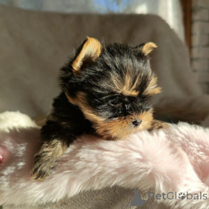 Foto №3. Stammbaum Yorkshire Terrier Welpe. Deutschland