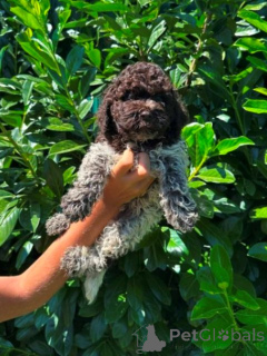 Foto №1. lagotto romagnolo - zum Verkauf in der Stadt Kragujevac | verhandelt | Ankündigung № 173719