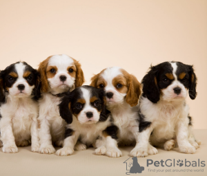 Foto №1. cavalier king charles spaniel - zum Verkauf in der Stadt Stockholm | verhandelt | Ankündigung № 96281