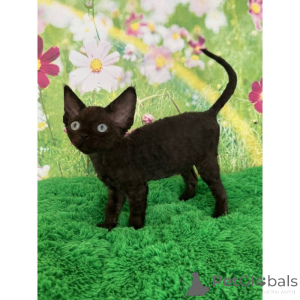 Foto №1. devon rex - zum Verkauf in der Stadt Corby | 350€ | Ankündigung № 174384