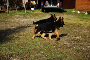 Foto №2 zu Ankündigung № 4999 zu verkaufen deutscher schäferhund - einkaufen Polen quotient 	ankündigung