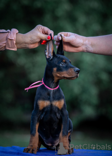 Foto №4. Ich werde verkaufen dobermann in der Stadt Belgrad.  - preis - verhandelt