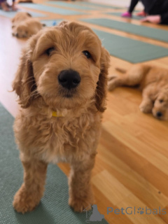 Foto №2 zu Ankündigung № 178091 zu verkaufen golden retriever - einkaufen Deutschland quotient 	ankündigung