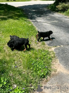 Foto №1.  - zum Verkauf in der Stadt Colorado Springs | 1063€ | Ankündigung № 139739