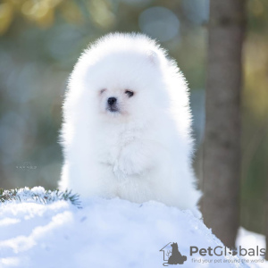 Foto №3. Szpic Pommersche Welpen zu verkaufen. Deutschland