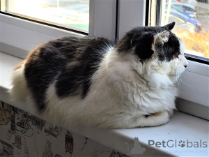 Foto №3. Geben Sie der Katze ein Zuhause!. Weißrussland