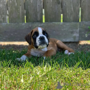 Foto №2 zu Ankündigung № 174968 zu verkaufen deutscher boxer - einkaufen Deutschland quotient 	ankündigung