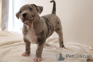 Foto №4. Ich werde verkaufen american bully in der Stadt Paris. züchter - preis - 5000€