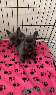 Foto №1. französische bulldogge - zum Verkauf in der Stadt Bern | 650€ | Ankündigung № 142820