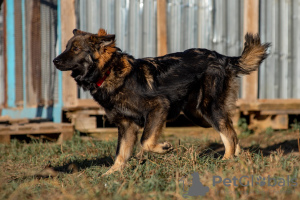 Foto №2 zu Ankündigung № 8304 zu verkaufen mischlingshund - einkaufen Russische Föderation aus dem tierheim