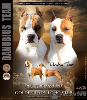 Zusätzliche Fotos: Amerikanische Staffordshire-Terrier-Welpen