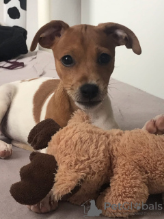 Foto №3. Jack Russell Mädchen. Deutschland