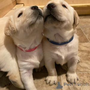 Foto №3. Labrador Retriever Welpe. Deutschland