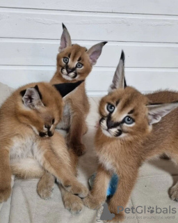 Foto №3. Savannen-, Serval- und Karakalkätzchen. Frankreich