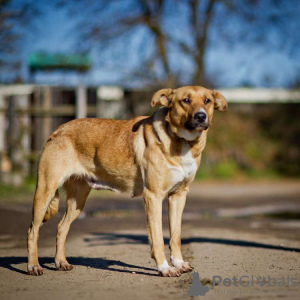 Foto №4. Ich werde verkaufen mischlingshund in der Stadt Москва. quotient 	ankündigung - preis - Frei