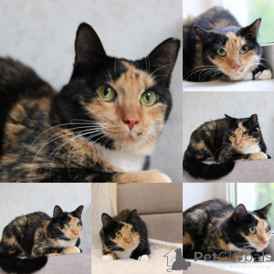 Foto №1.  - zum Verkauf in der Stadt Minsk | Frei | Ankündigung № 165022