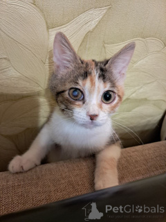 Foto №1.  - zum Verkauf in der Stadt Moskwa | Frei | Ankündigung № 162927