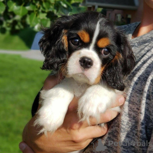 Foto №1. cavalier king charles spaniel - zum Verkauf in der Stadt Katunayake | 800€ | Ankündigung № 111733