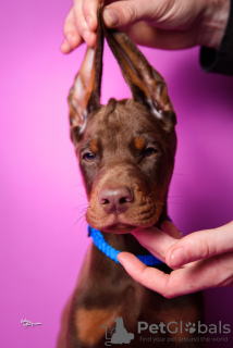 Zusätzliche Fotos: Dobermann-Welpen zu verkaufen