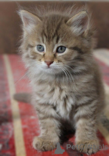 Foto №3. Ceylon-Katze. Deutschland