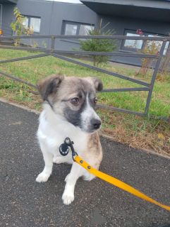 Foto №2 zu Ankündigung № 157818 zu verkaufen mischlingshund - einkaufen Russische Föderation quotient 	ankündigung