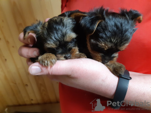 Foto №4. Ich werde verkaufen mischlingshund in der Stadt Cherkasy. quotient 	ankündigung - preis - 360€
