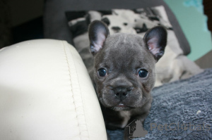 Foto №1. französische bulldogge - zum Verkauf in der Stadt Kassel | 510€ | Ankündigung № 99488