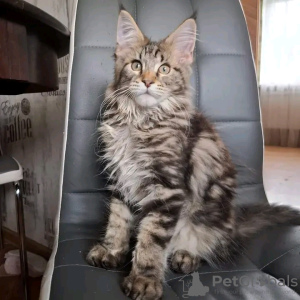 Foto №3. Gesunde, süße, entzückende Maine-Coon-Kätzchen sind jetzt zum Verkauf verfügbar. USA