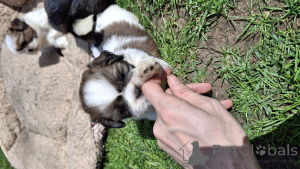 Foto №4. Ich werde verkaufen lhasa apso, pekingese, shih tzu in der Stadt Riga. quotient 	ankündigung, vom kindergarten, züchter - preis - 600€