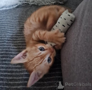 Foto №4. Ich werde verkaufen toyger in der Stadt Enontekiö. quotient 	ankündigung, züchter - preis - 350€