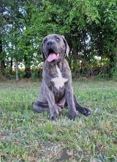 Zusätzliche Fotos: Cane Corso Italiano Welpen (FCI)