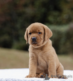 Foto №2 zu Ankündigung № 160258 zu verkaufen  - einkaufen Großbritannien 