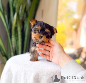 Foto №1. yorkshire terrier - zum Verkauf in der Stadt Magdeburg | verhandelt | Ankündigung № 172895