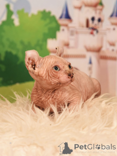 Foto №2 zu Ankündigung № 62365 zu verkaufen elf - einkaufen Israel vom kindergarten