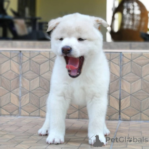 Foto №3. Japanische Shiba Inu Welpen.. Dänemark